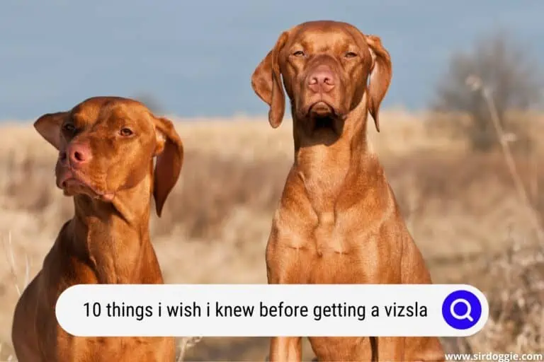10 Things I Wish I Knew Before Getting a Vizsla
