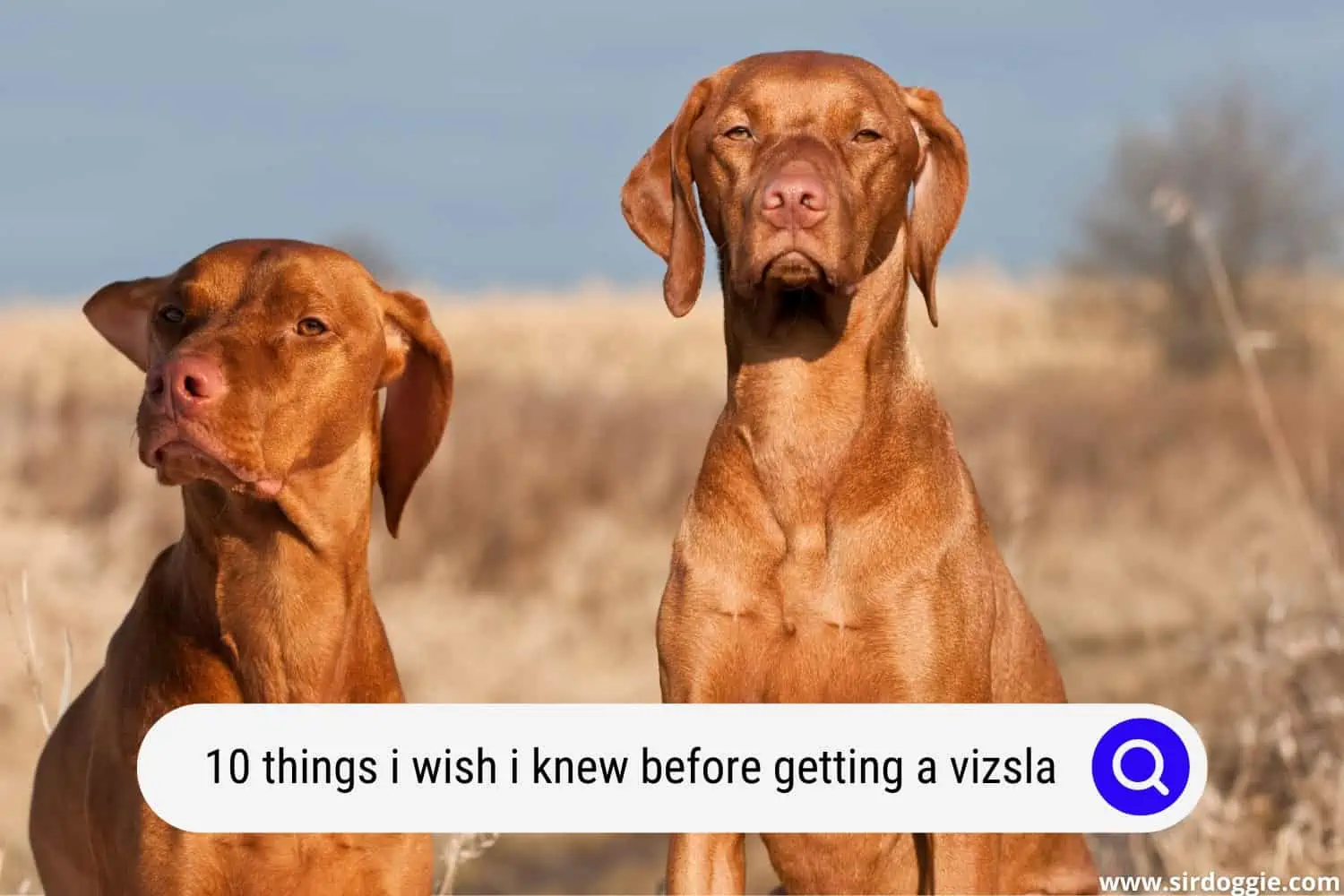 things i wish i knew before getting a vizsla