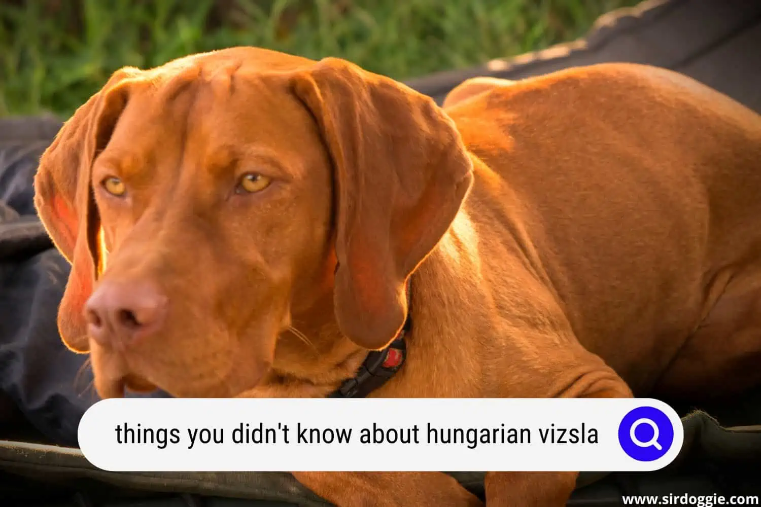 things you didn't know about the hungarian vizsla