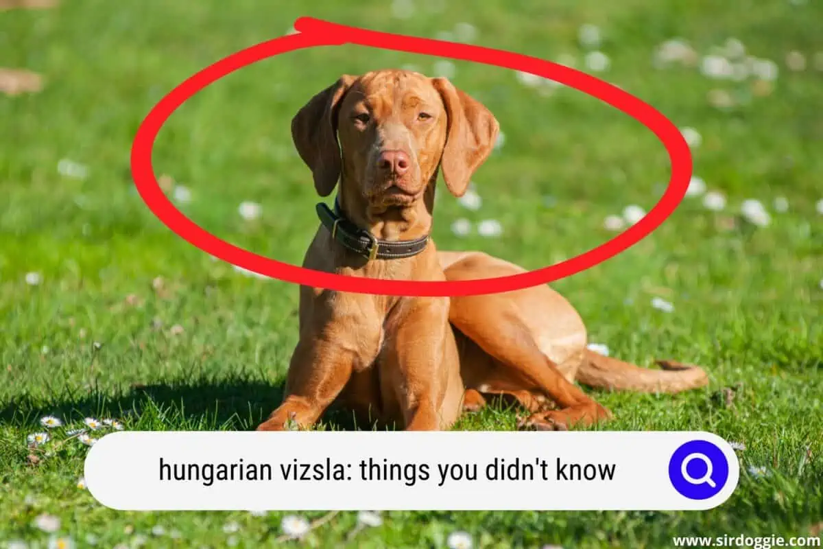 Hungarian Vizsla