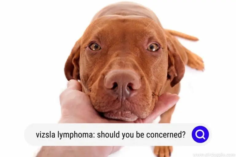 Vizsla Lymphoma: Should You Be Concerned?