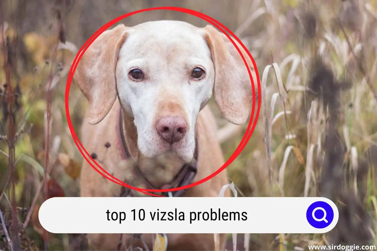 Vizsla problems