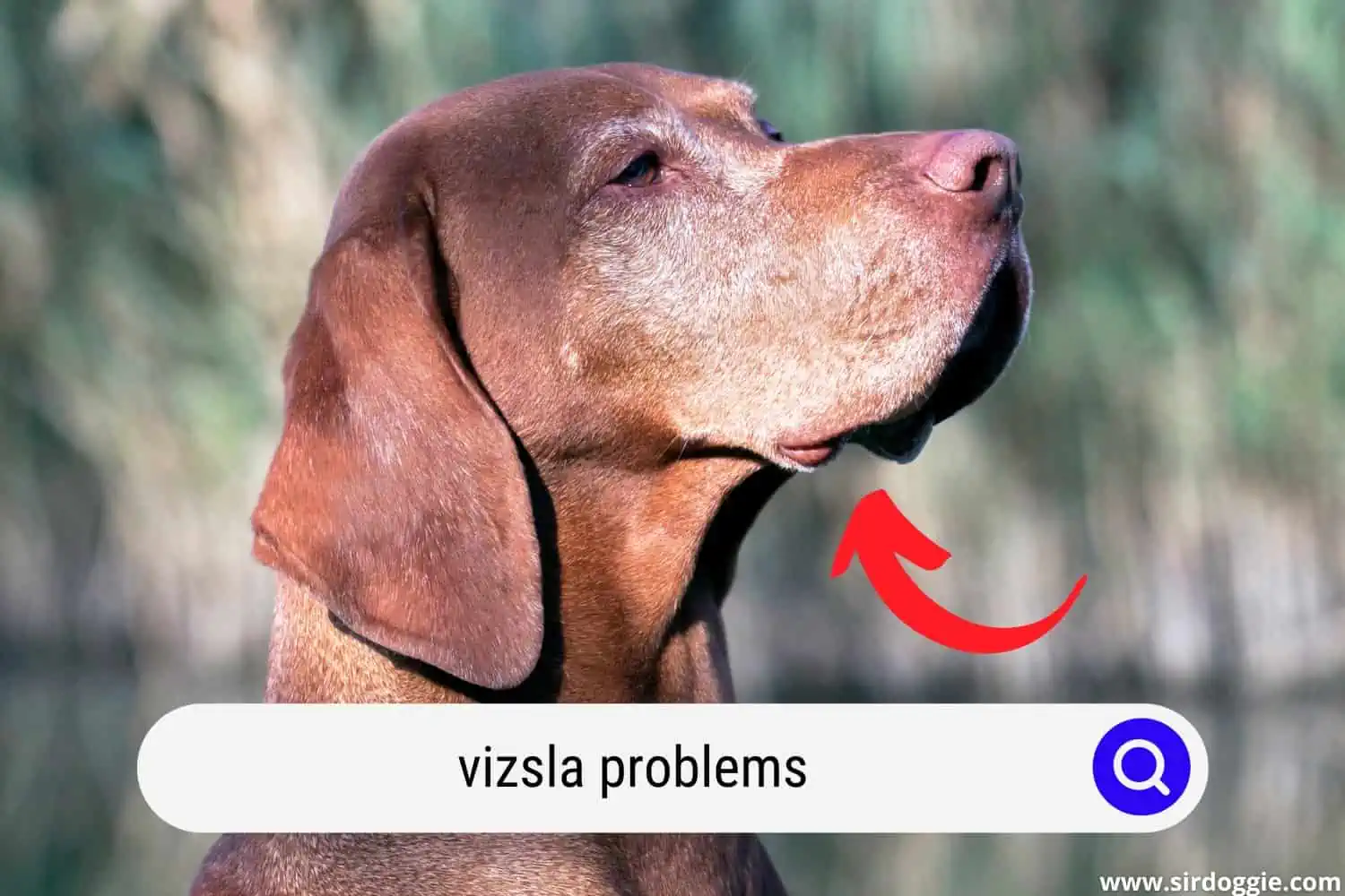 A Vizsla dog starting to have gray fur on face