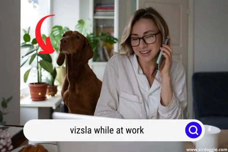 Vizsla while at Work