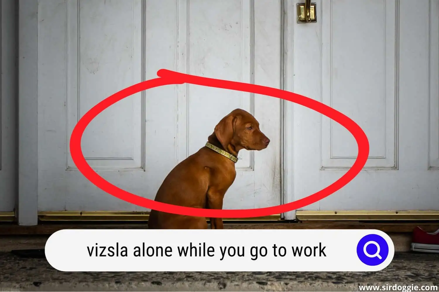 A Vizsla dog sitting in front of the door while waiting for his owner to come home from work