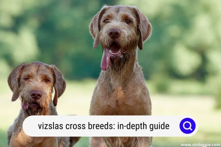 Vizslas Cross Breeds: In-depth Guide