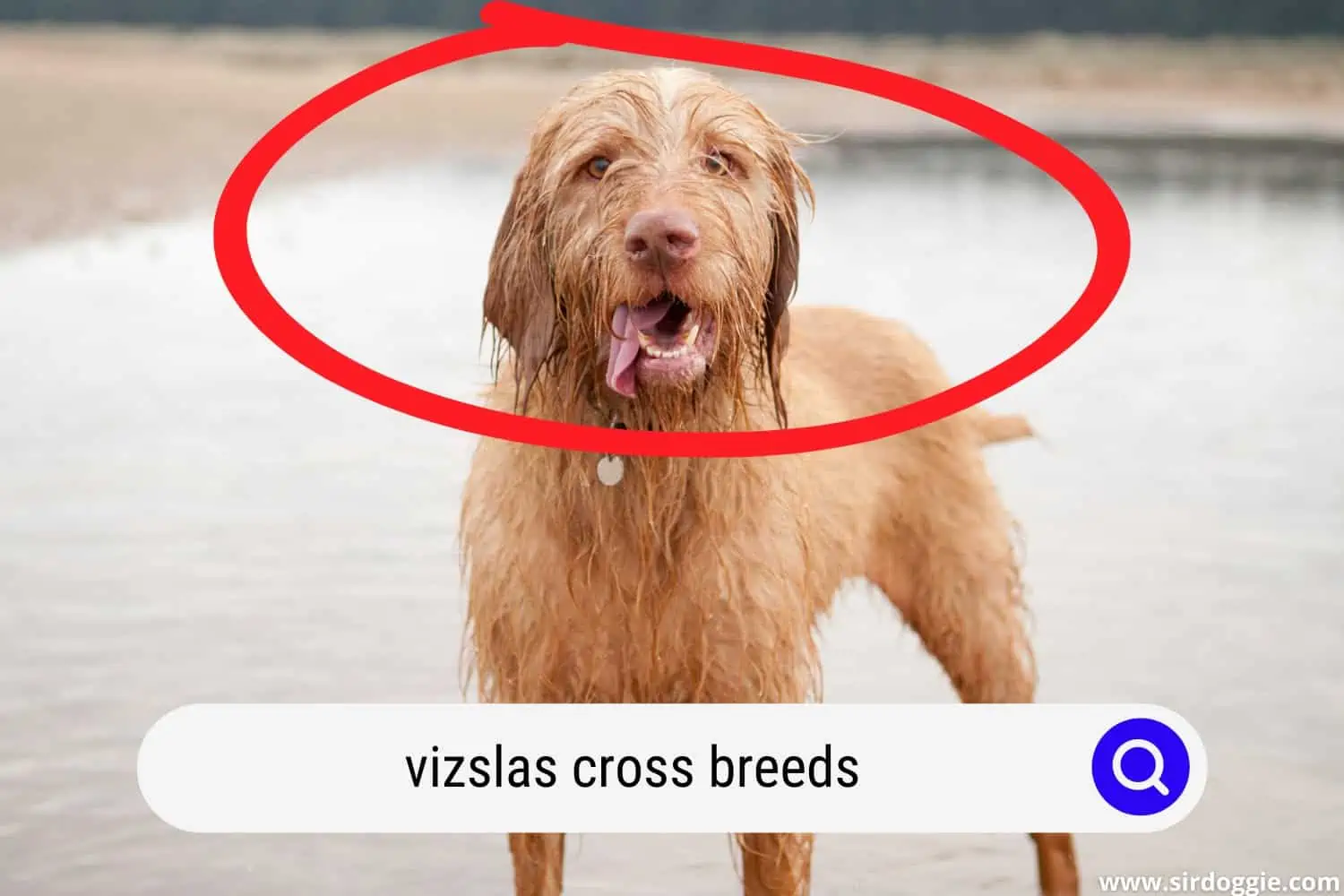 German Wirehaired Pointing Vizsla dog