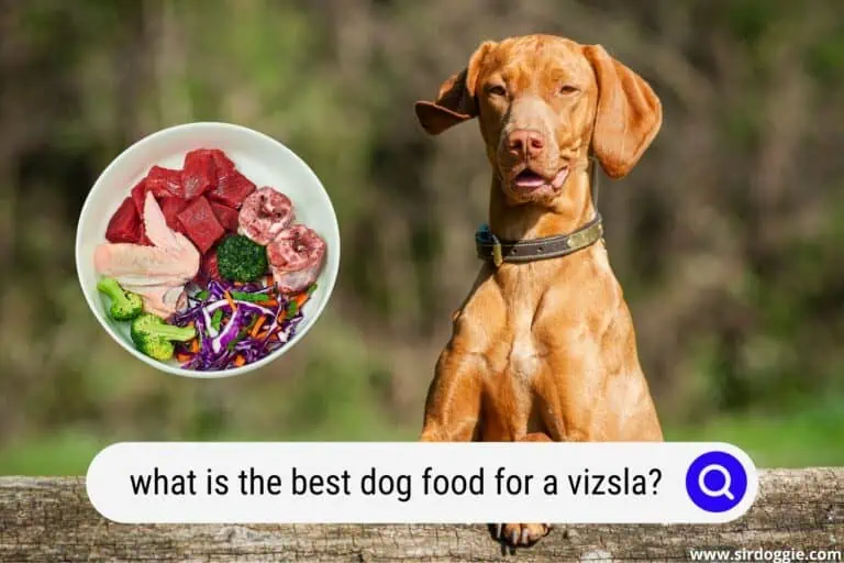 What Is The Best Dog Food for a Vizsla?