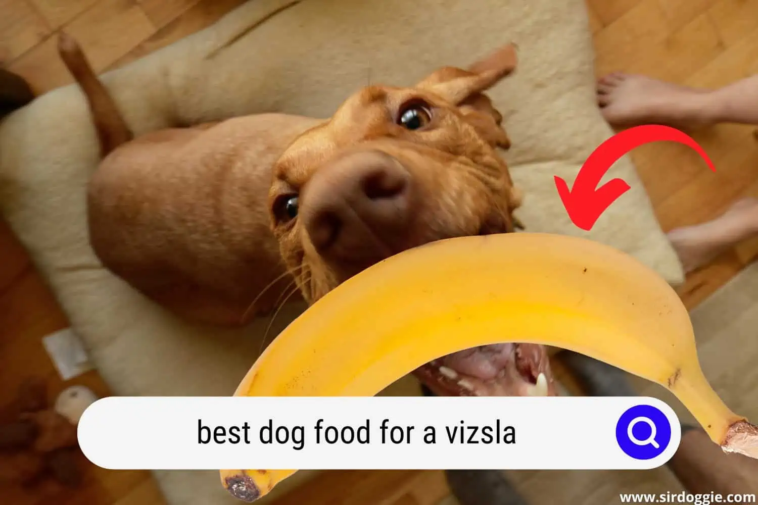A Vizsla dog catching the banana to eat