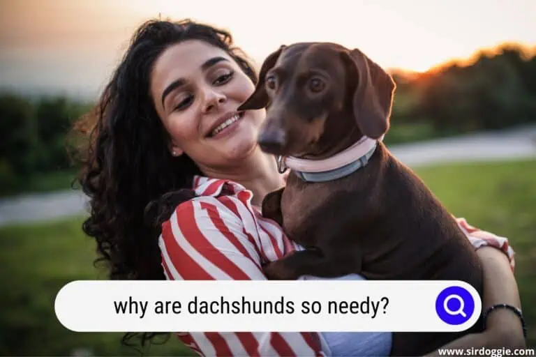 Why are Dachshunds So Needy? 