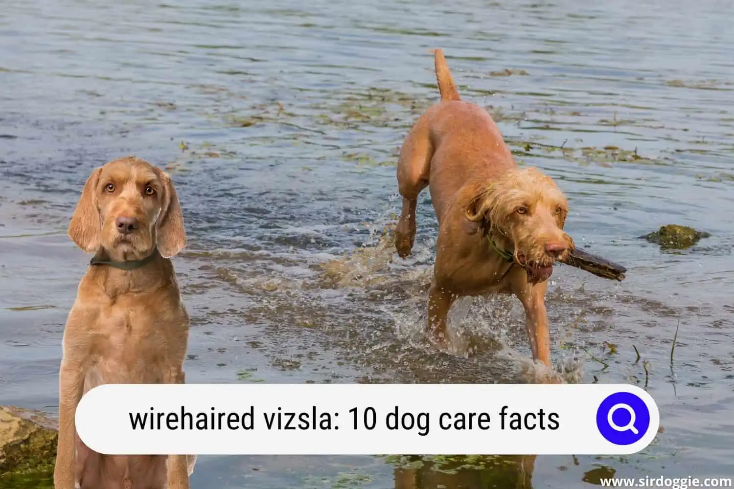 wirehaired vizsla dog care facts