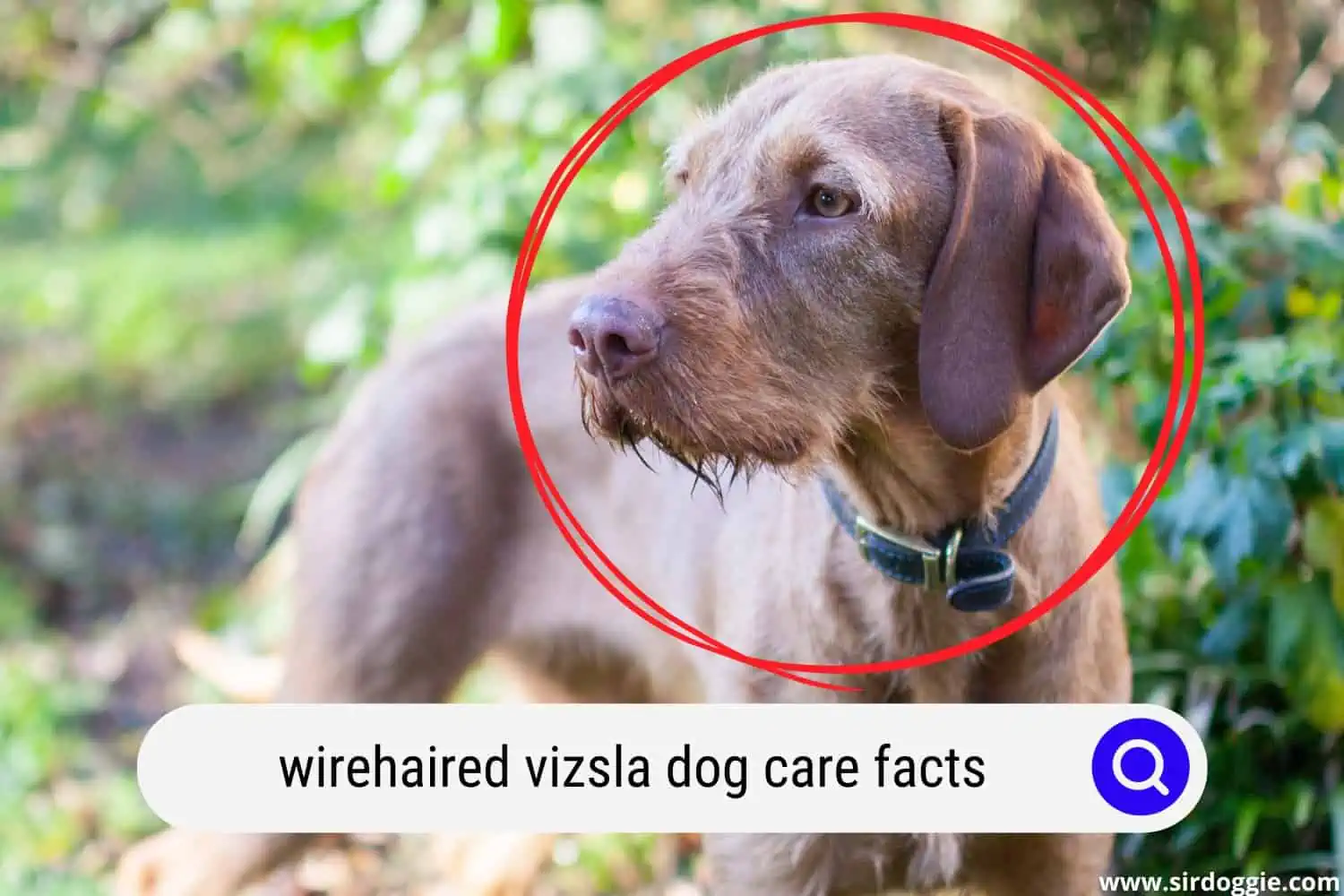 Wirehaired Vizsla dog