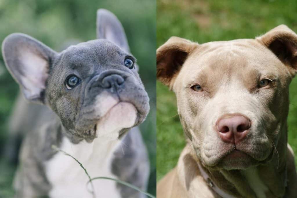 blue french bulldog next to pitbull dog