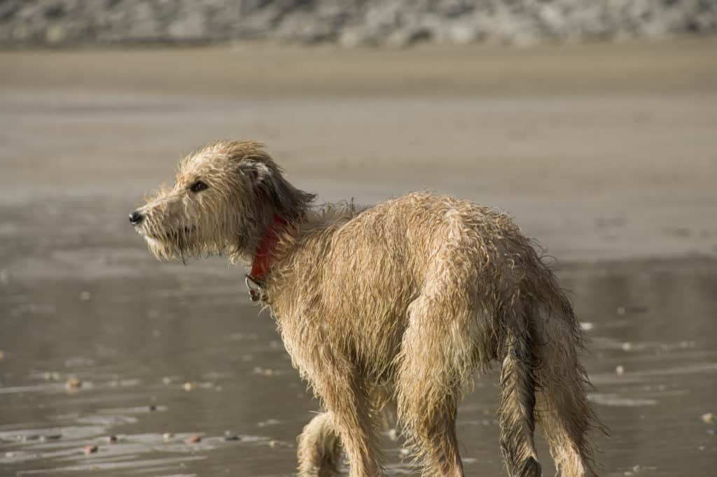 Pet Lurcher puppy dog bitch playing on beach