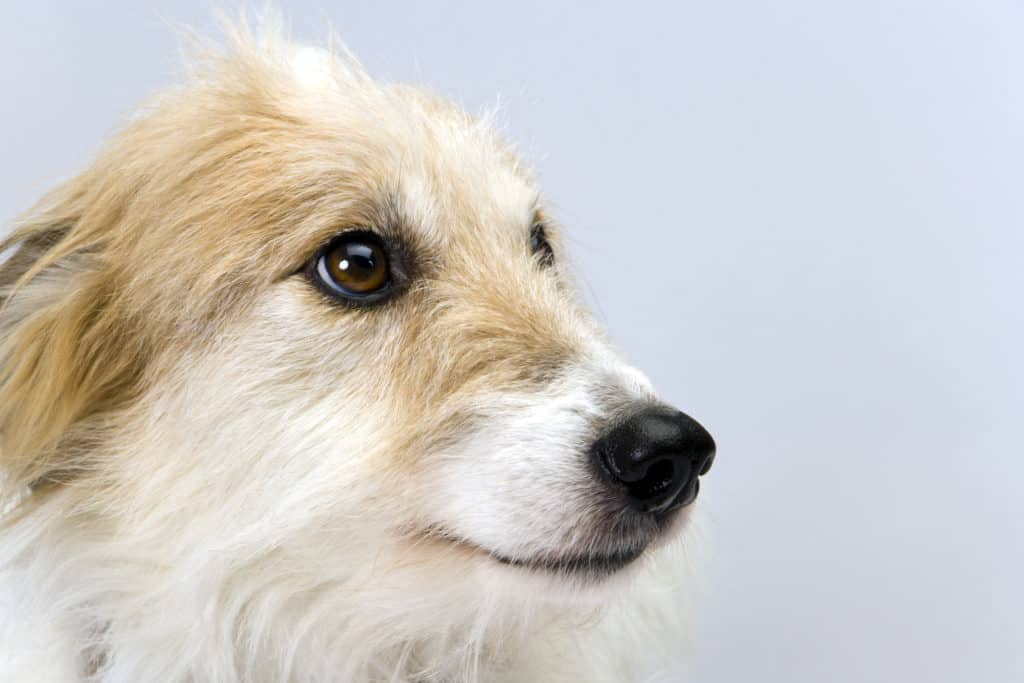 Studio shot on plain background of a pretty long-haired lurcher bitch head in profile