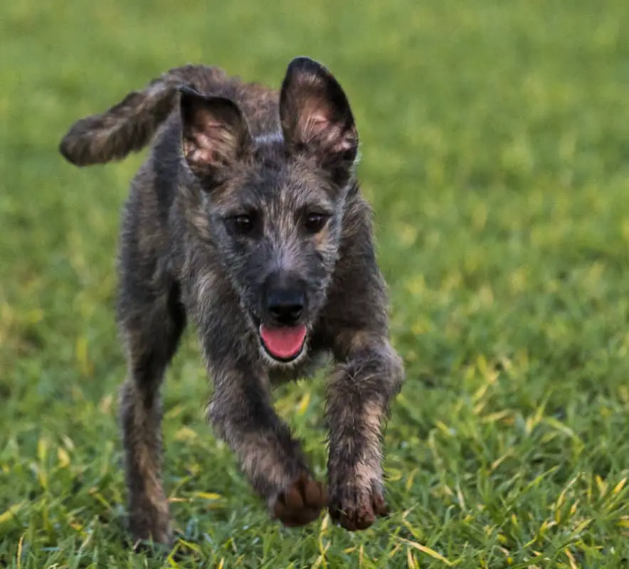 Lurcher puppy running fast on grass