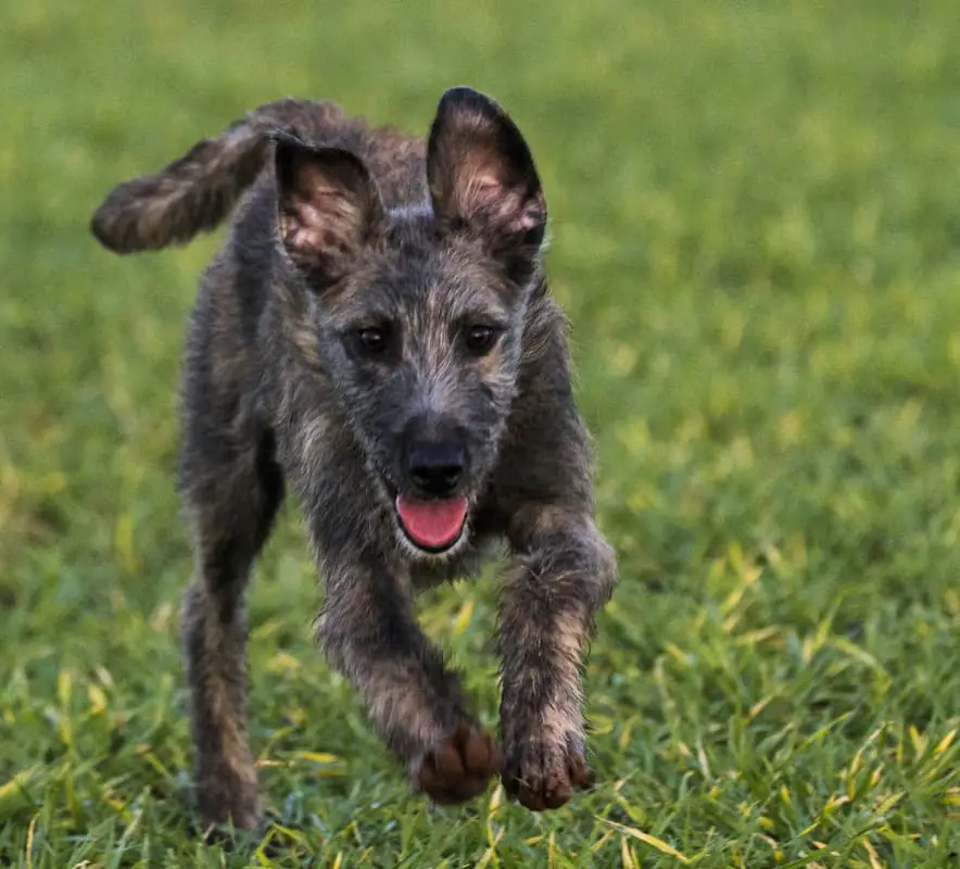 lurcher dog puppy running in grass field