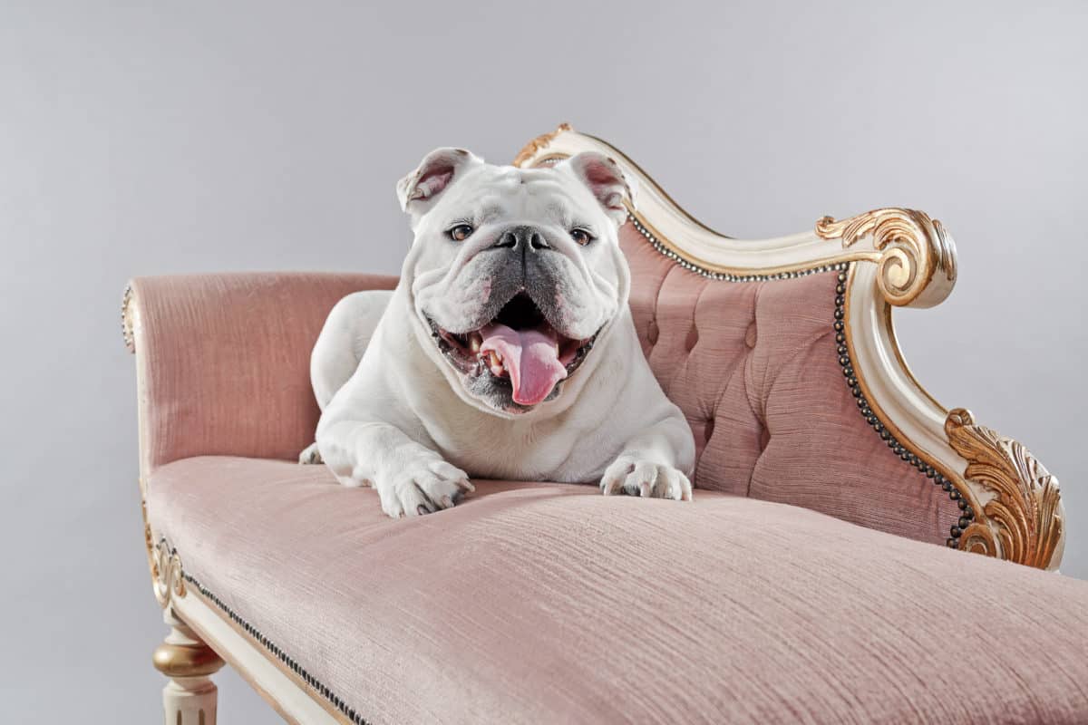 white english bulldog sitting on fancy pink chair