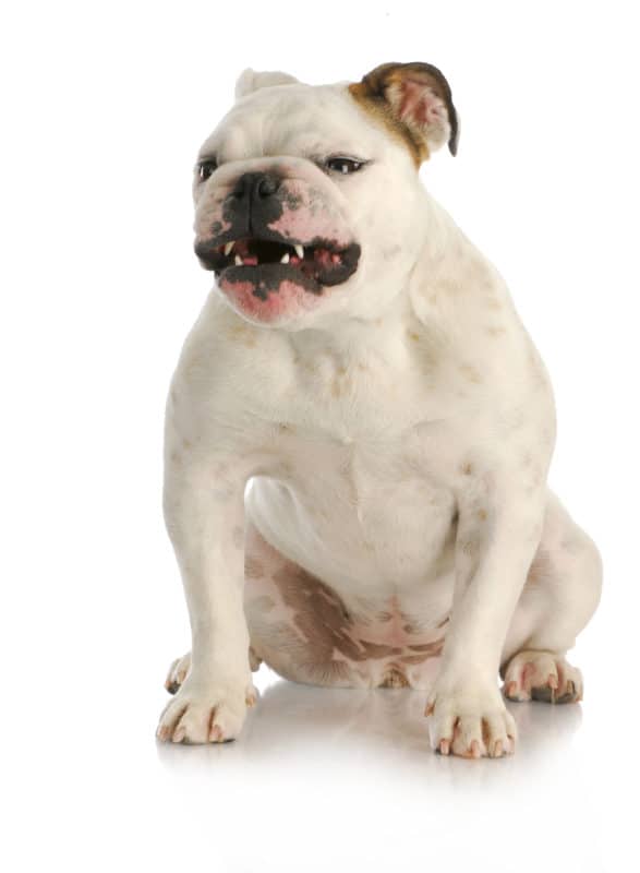white english bulldog growling