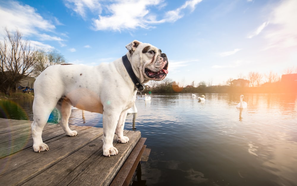 English Bulldog enjoys a lake visit