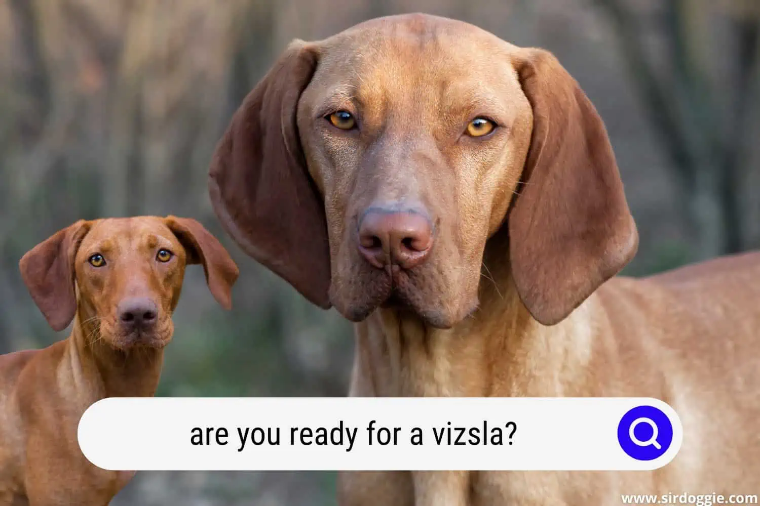 are you ready for a vizsla