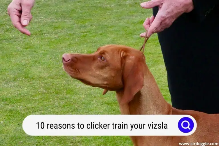 10 Reasons to Clicker Train Your Vizsla