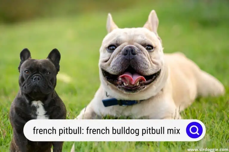 French Pitbull | The Amazing French Bulldog Pitbull Mix