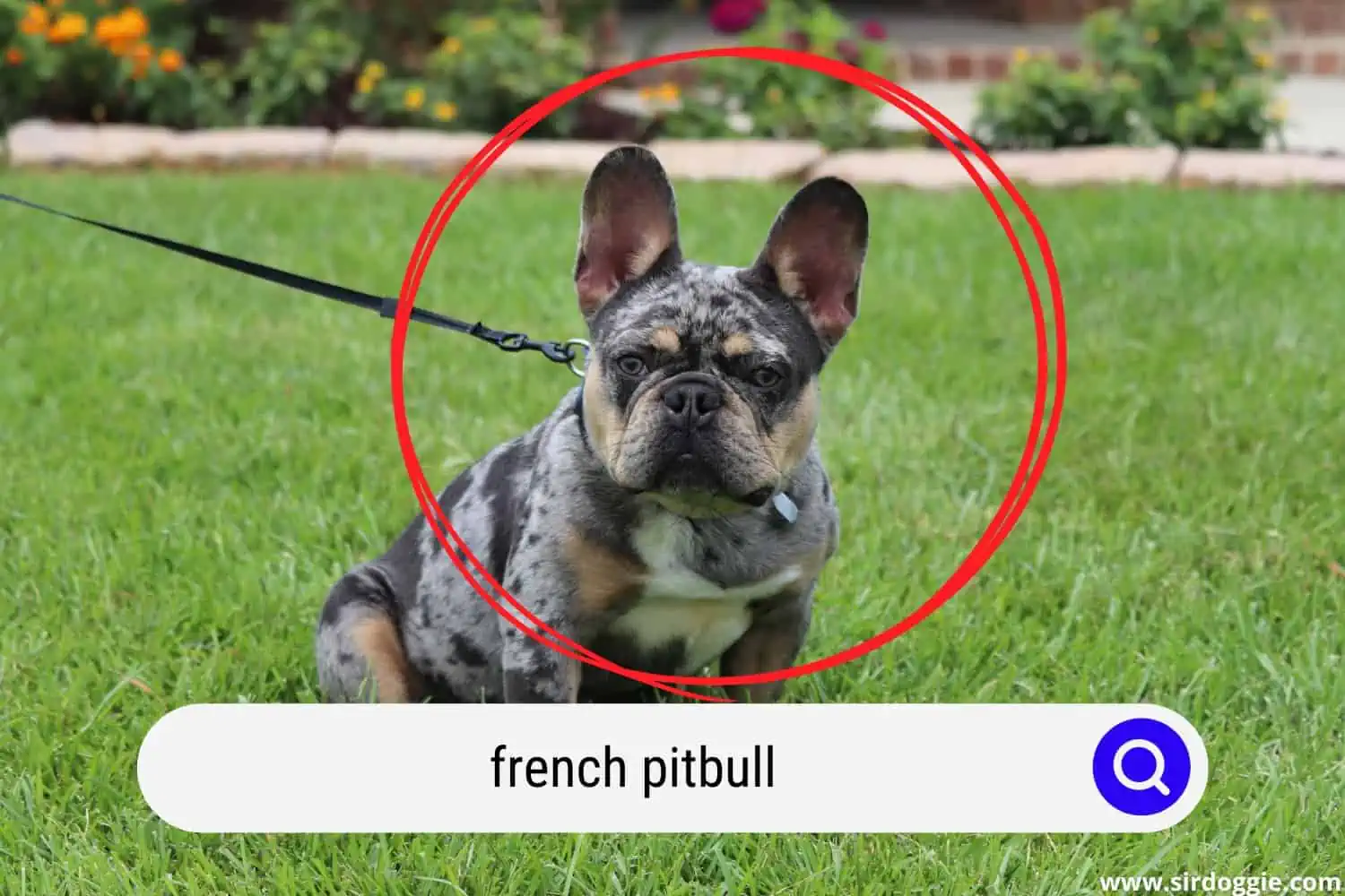 French Pitbull dog