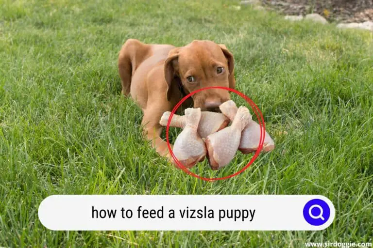 How to Feed a Vizsla Puppy