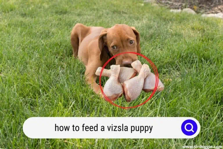 How to Feed a Vizsla Puppy