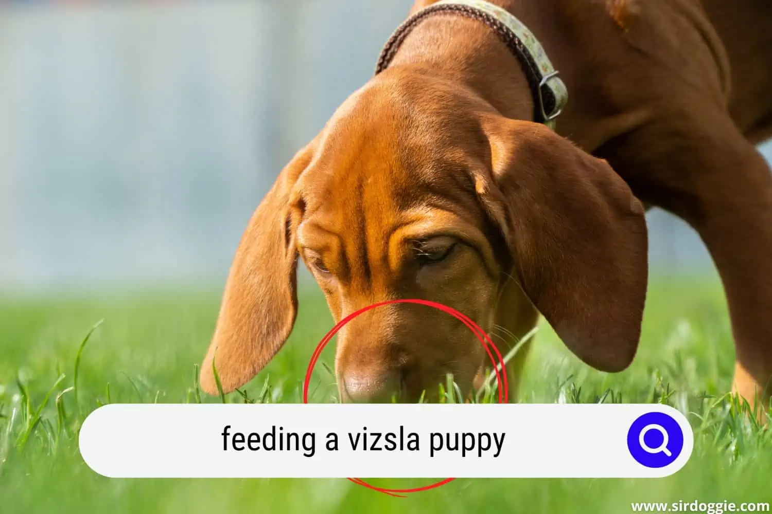 Vizsla puppy eating