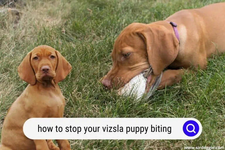How to Stop Your Vizsla Puppy Biting?