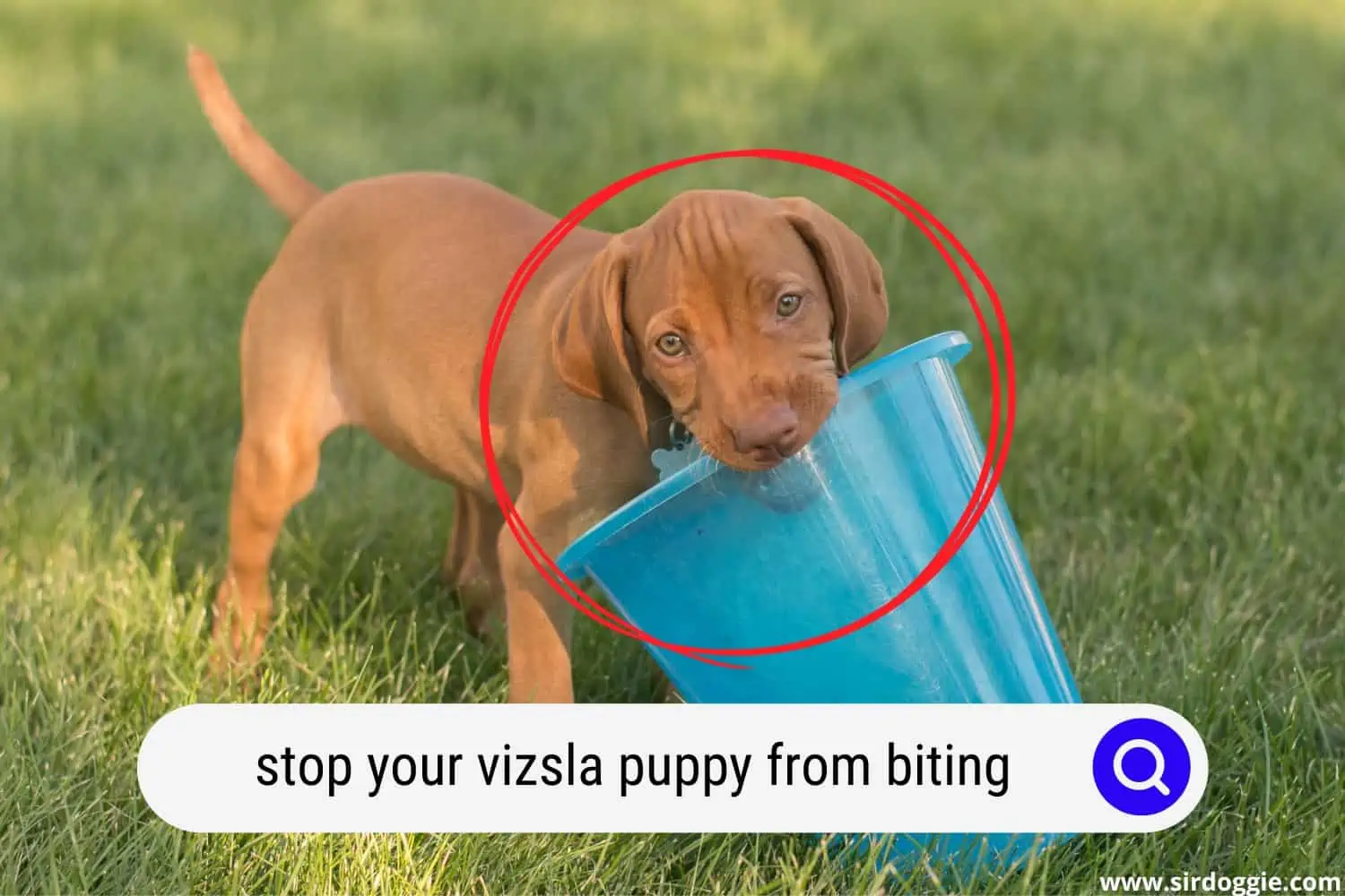 A cute Vizsla puppy biting a light blue basket in the garden