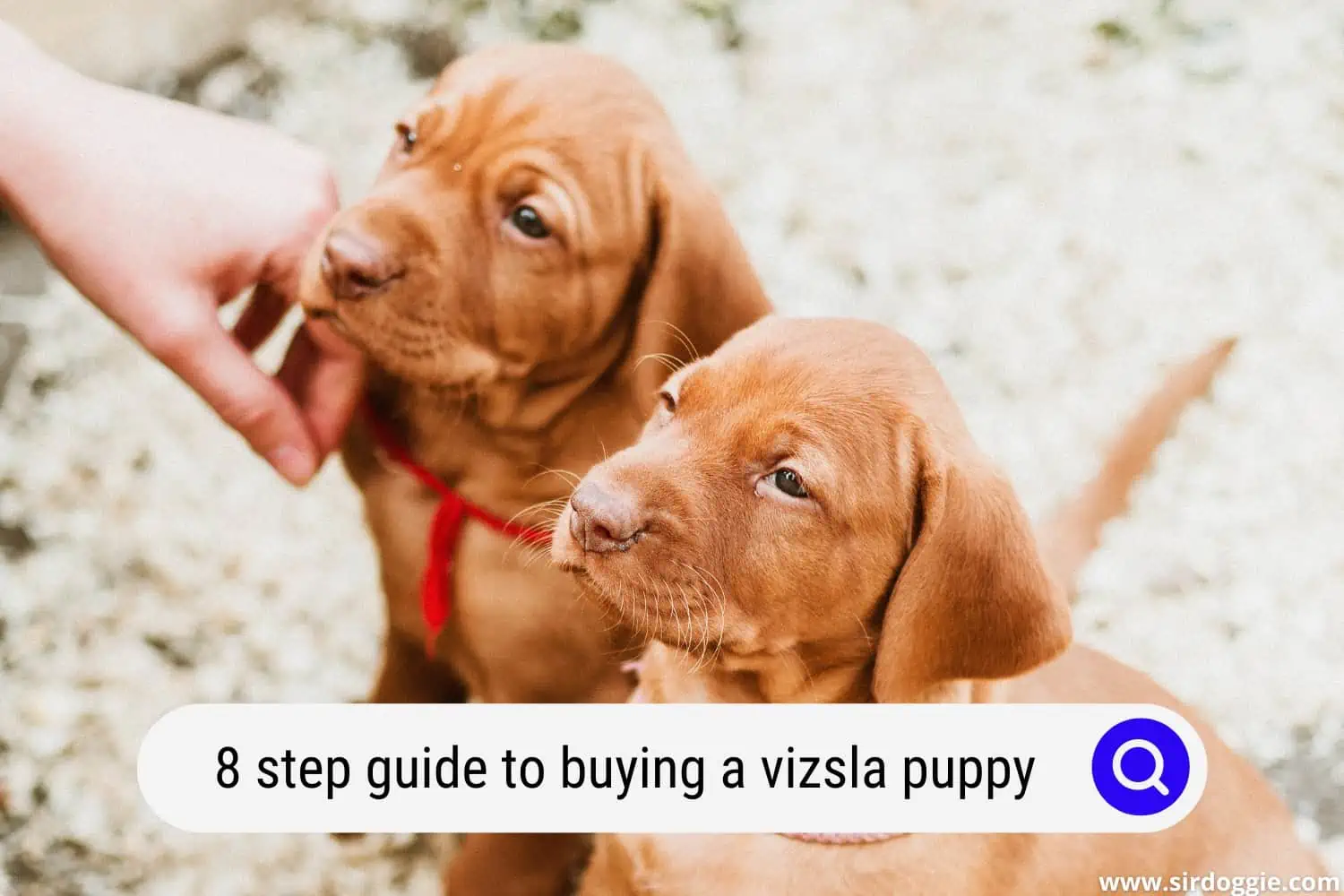 step guide to buying a vizsla puppy