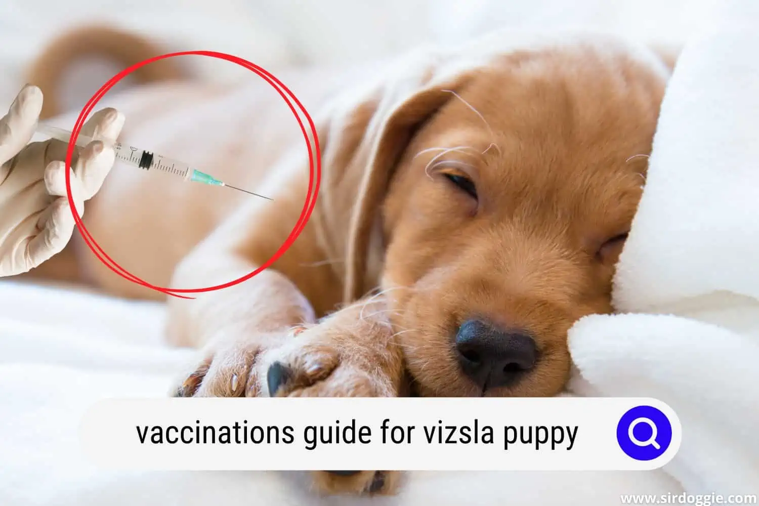 Vizsla puppy getting vaccinated