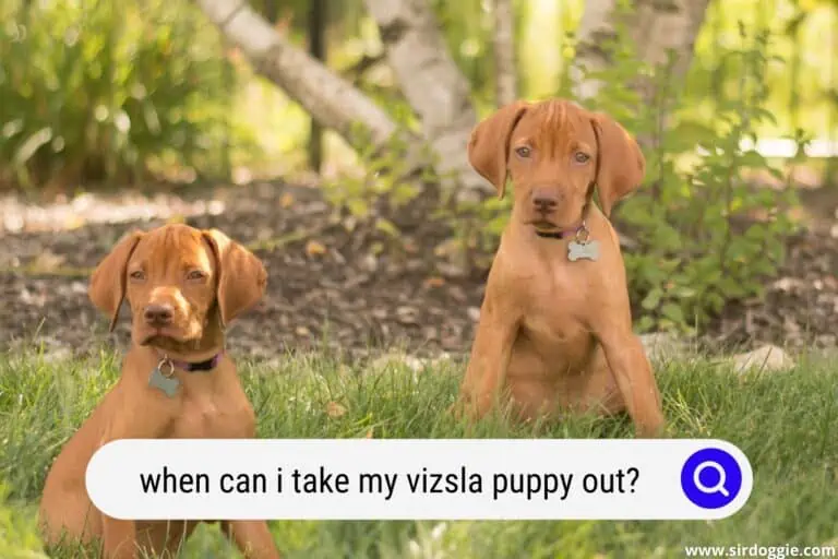 When Can I Take My Vizsla Puppy Out?