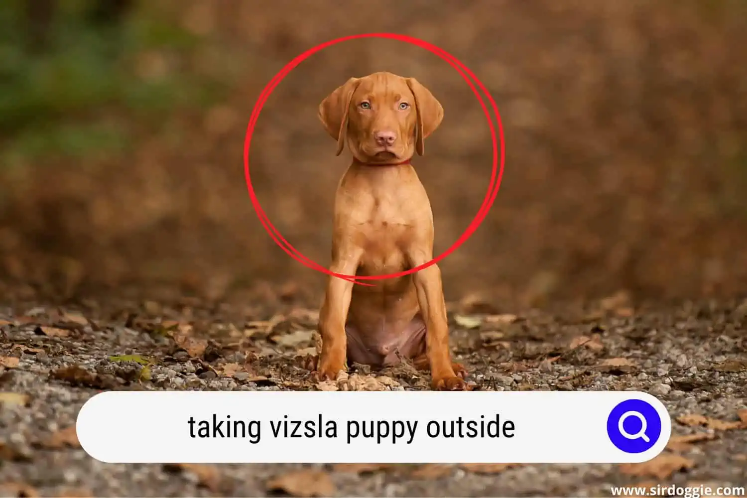 A photo of Vizsla puppy sitting at the center with blurred background