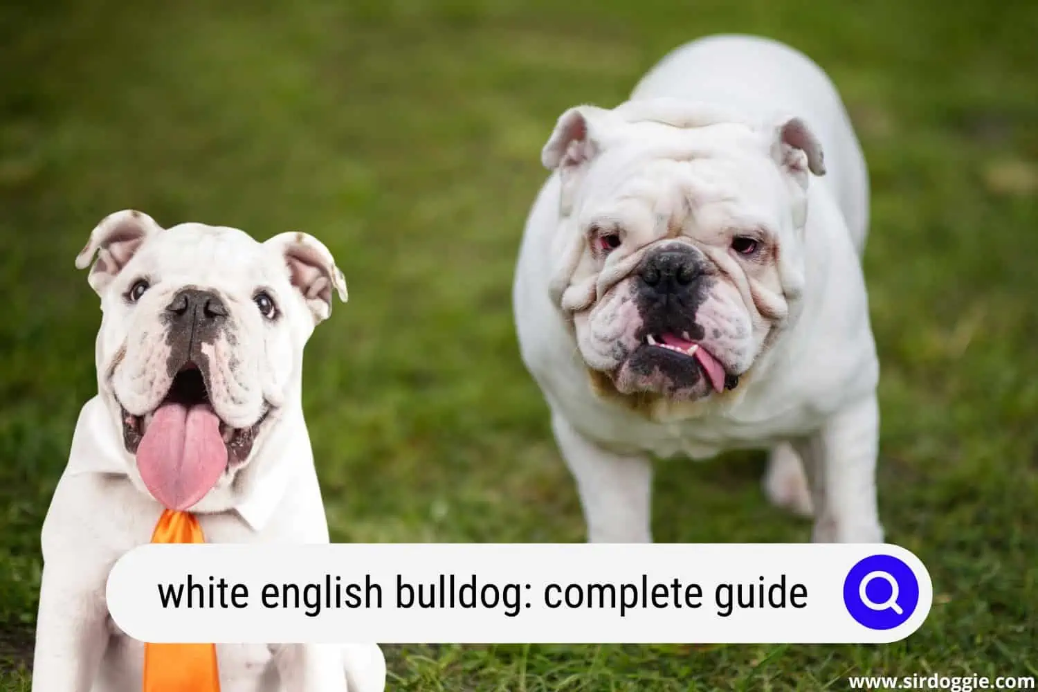 white english bulldog