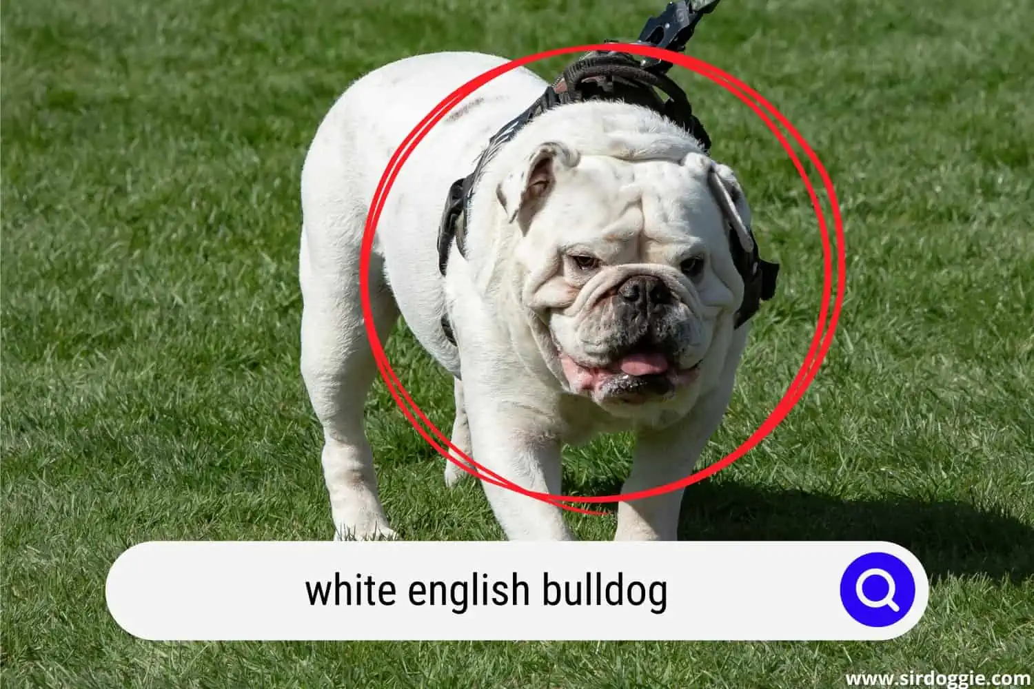 White English Bulldog with harness walking in the green grassy field
