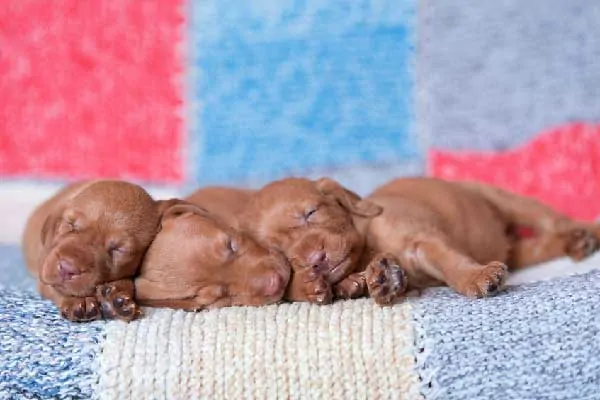 First Night with Your New Vizsla Puppy