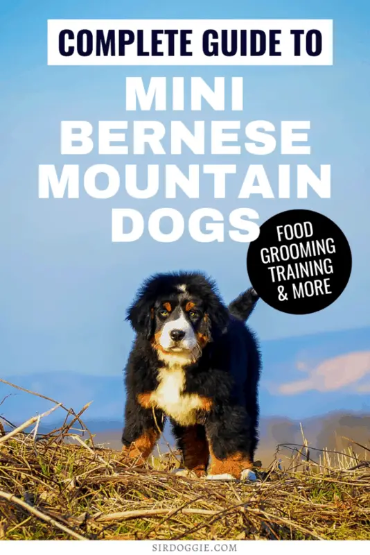 GUide to Mini Bernese Mountain Dogs PIN 1