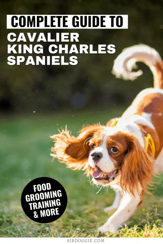Cavalier King Charles Spaniel running in grass
