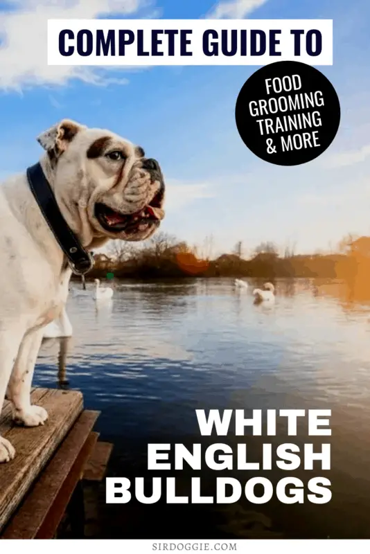 A White English Bulldog standing in the wooden wharf in the lake