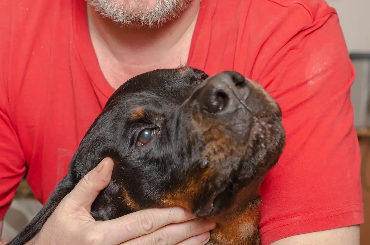 Red Rottweiler being pet by man in background
