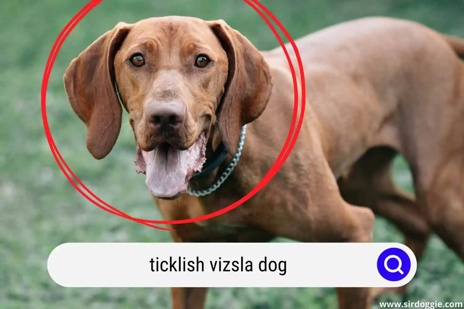 Happy Vizsla dog