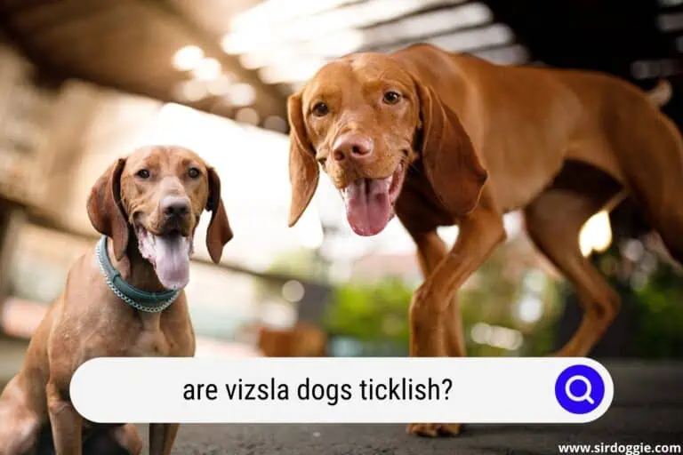 Are Vizsla Dogs Ticklish and What is a Tickle Spot?