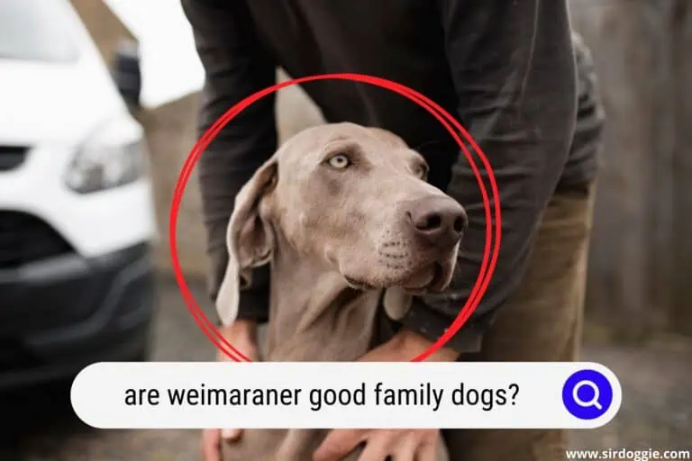 Are Weimaraner Good Family Dogs?
