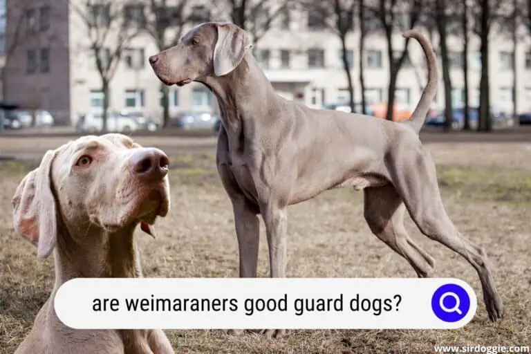 Are Weimaraners Good Guard Dogs?