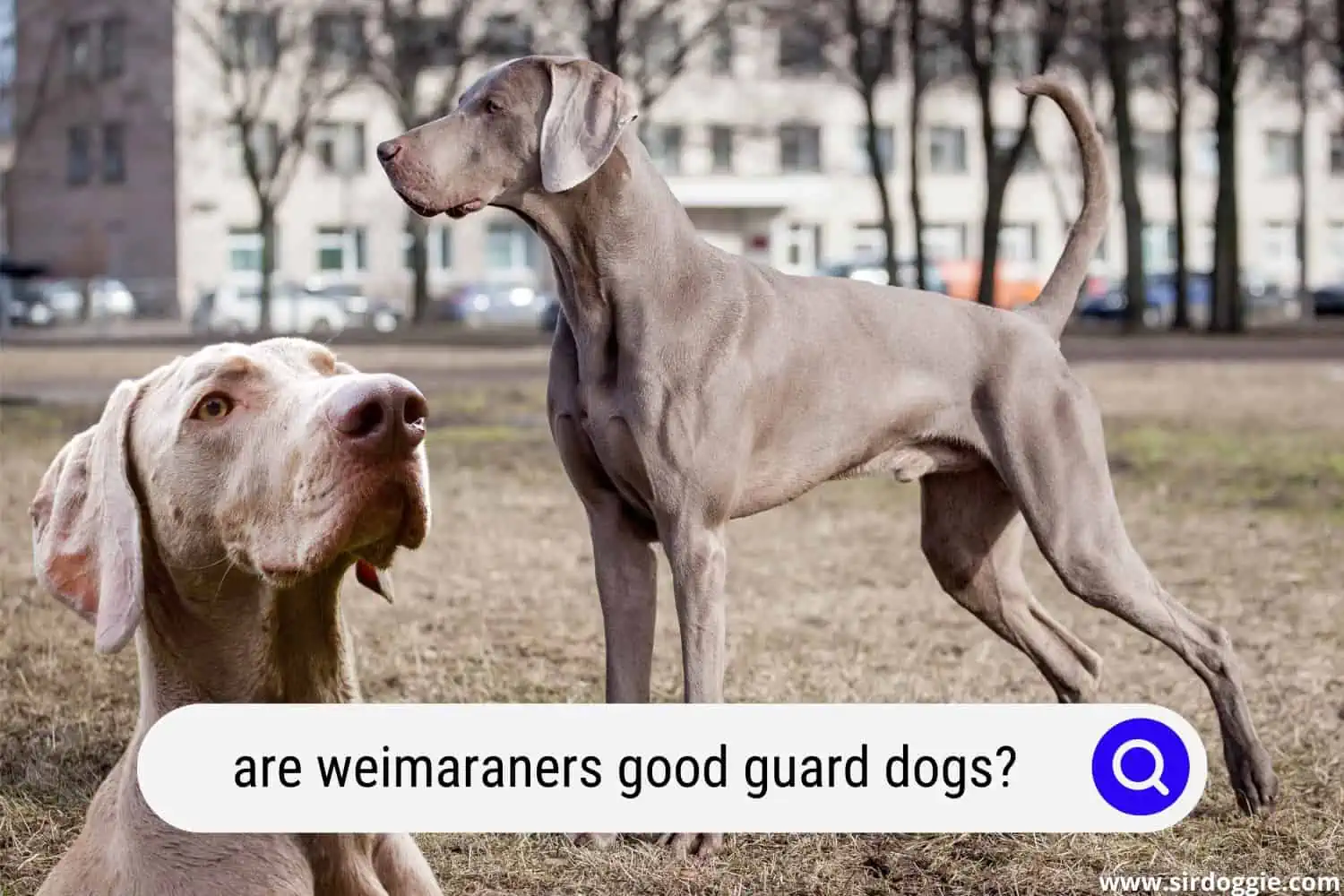 are weimaraners good guard dogs