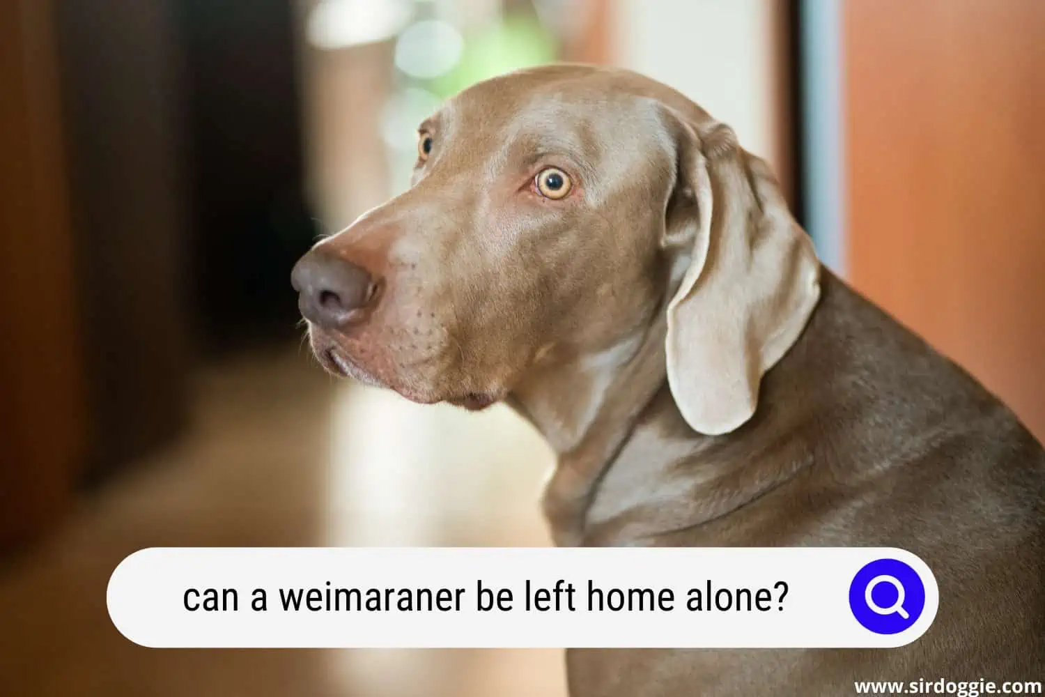 can a weimaraner be left home alone